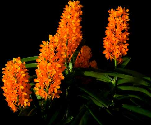 Ascocentrum miniatum